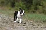 BOSTON TERRIER 210